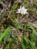 Thelymitra longifolia