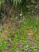 Thelymitra longifolia
