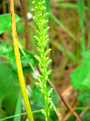 Microtis unifolia