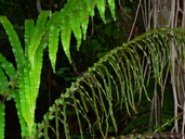 Palm Leaf Fern