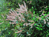 Weinmannia racemosa