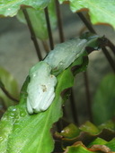 Agalychnis callidryas