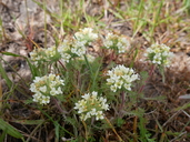 Navarretia cotulifolia