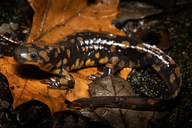 Ambystoma tigrinum