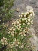 Baccharis pilularis ssp. consanguineus