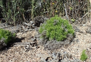 Galium andrewsii ssp. andrewsii
