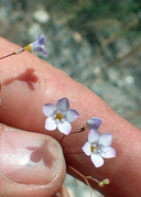 Gilia ochroleuca ssp. bizonata