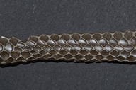 Common Grass Snake