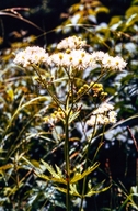 Trautvetteria caroliniensis