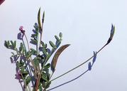 Astragalus pauperculus