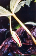 Trillium vaseyi