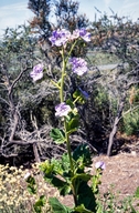 Phacelia grandiflora