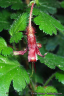 Ribes sericeum