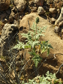Ambrosia magdalenae