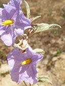 Gossypinum davidsonii