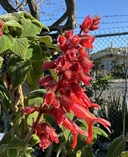 Salvia libanensis