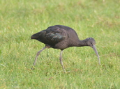 Plegadis falcinellus