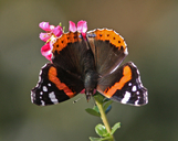 Vanessa atalanta