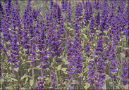 Ajuga genevensis