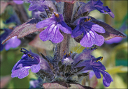 Ajuga genevensis