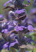 Ajuga genevensis