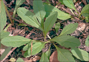 Ajuga genevensis
