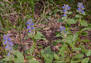 Ajuga genevensis