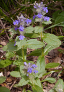 Ajuga genevensis