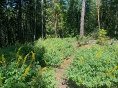 Thermopsis robusta