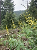Thermopsis robusta