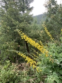 Thermopsis robusta