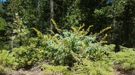Thermopsis robusta