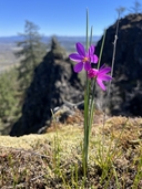 Olsynium douglasii