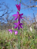 Olsynium douglasii