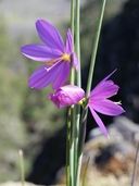 Olsynium douglasii