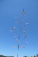 Agrostis capillaris