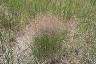 Agrostis capillaris