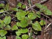 Acanthomintha ilicifolia