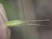 Sphenopholis interrupta ssp. californica
