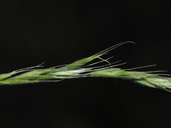 Sphenopholis interrupta ssp. californica