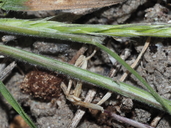 Sphenopholis interrupta ssp. californica