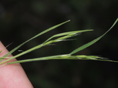 Sphenopholis interrupta ssp. californica