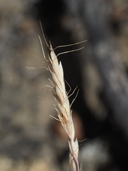 Sphenopholis interrupta ssp. californica