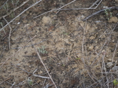 Sphenopholis interrupta ssp. californica
