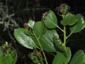 Arctostaphylos rainbowensis