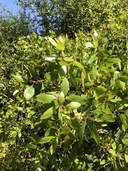 Arctostaphylos rainbowensis