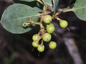 Arctostaphylos rainbowensis