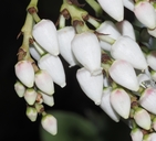 Arctostaphylos rainbowensis