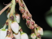 Arctostaphylos rainbowensis