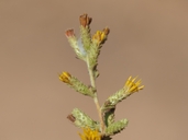 Hazardia squarrosa